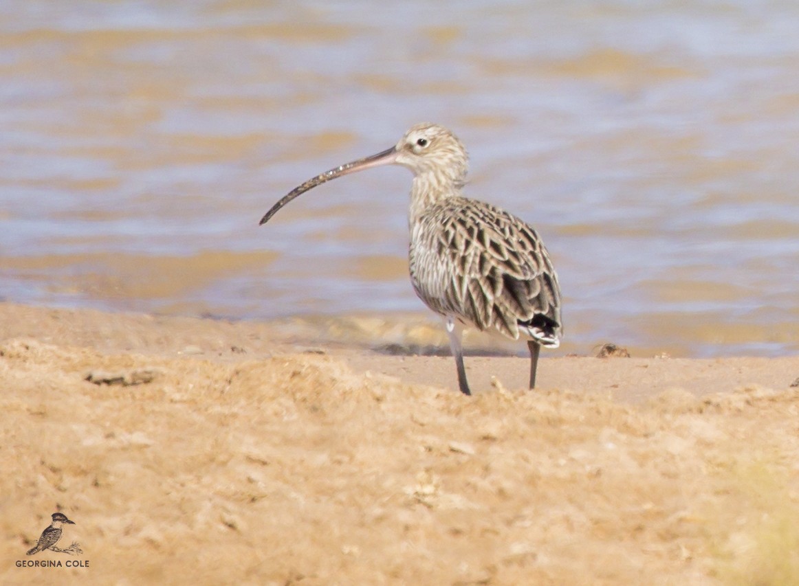 Eurasian Curlew - Georgina Cole