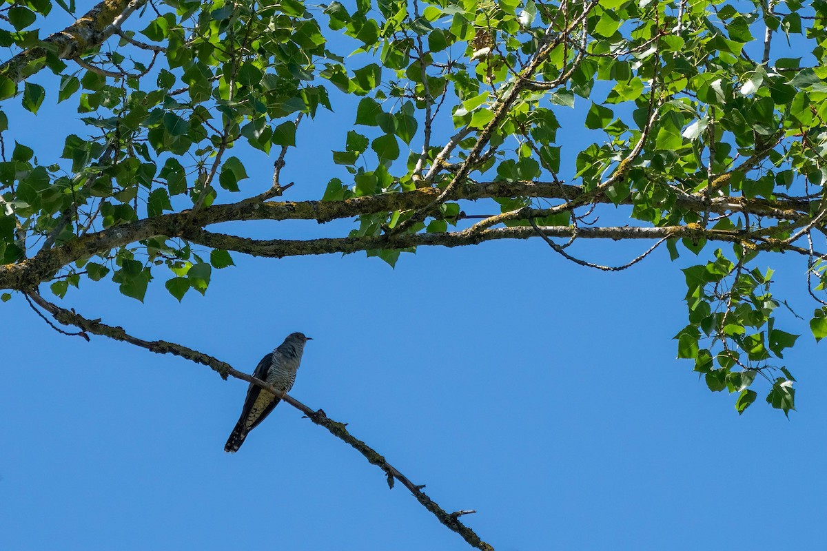 Common Cuckoo - ML386047021