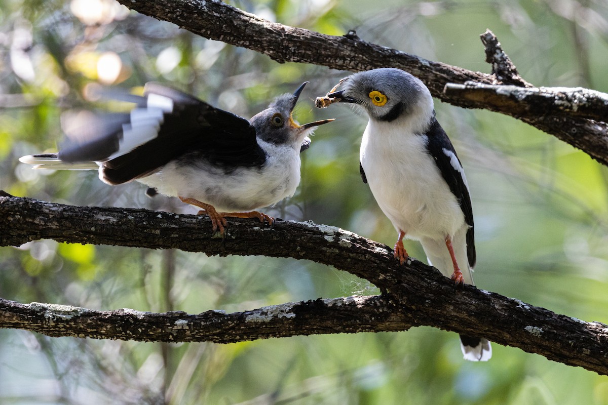 White Helmetshrike - ML386047081