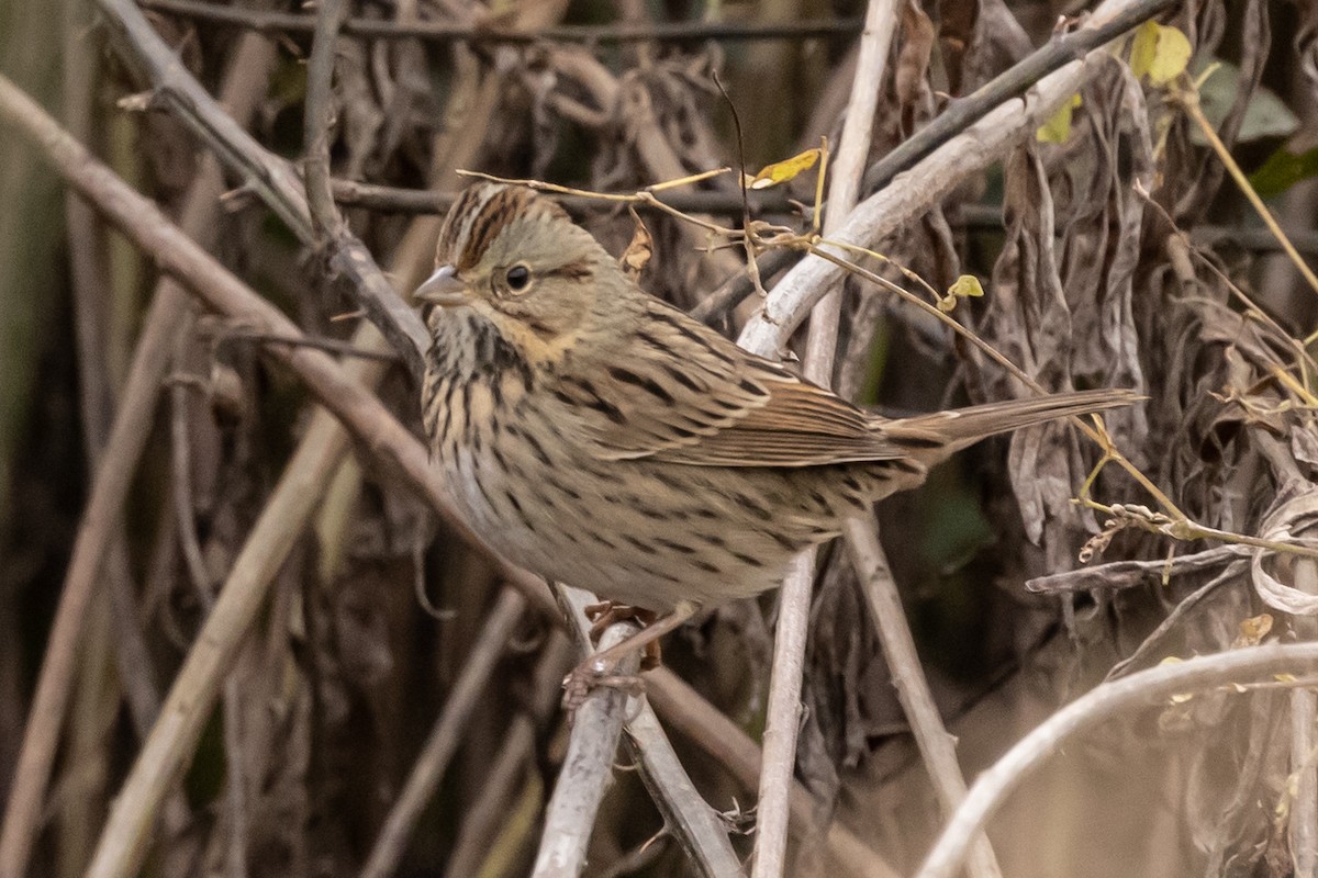 Lincoln's Sparrow - ML386048191