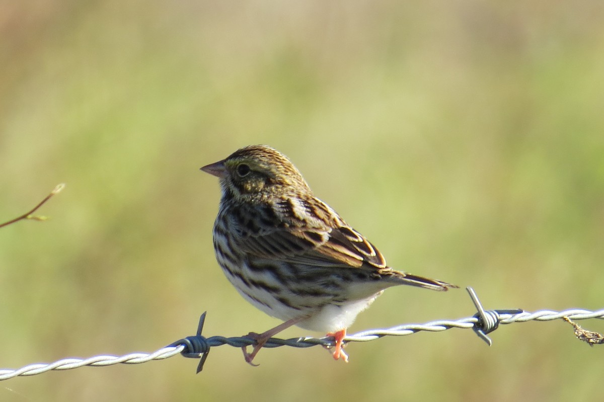 Savannah Sparrow - ML386048921