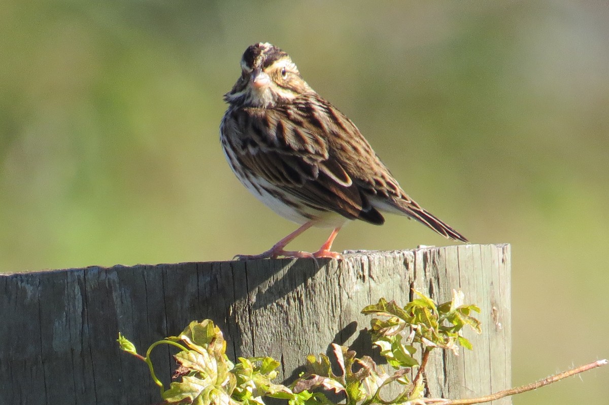 Savannah Sparrow - ML386048941