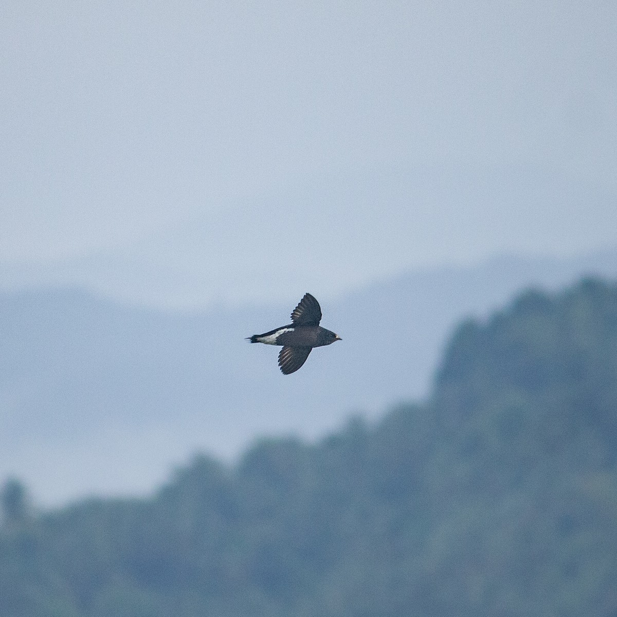 Brown-backed Needletail - ML386049221