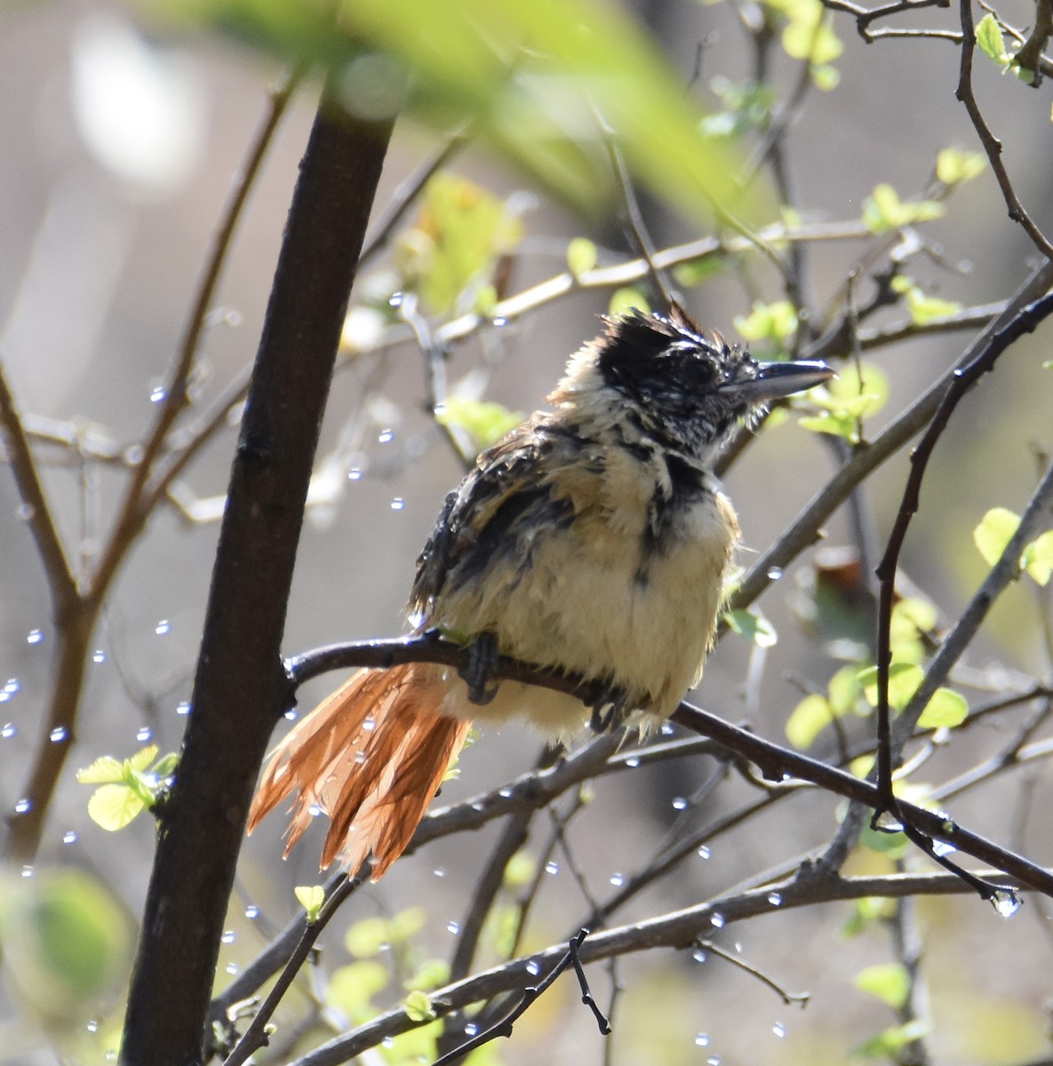 Collared Antshrike (Collared) - ML38604971