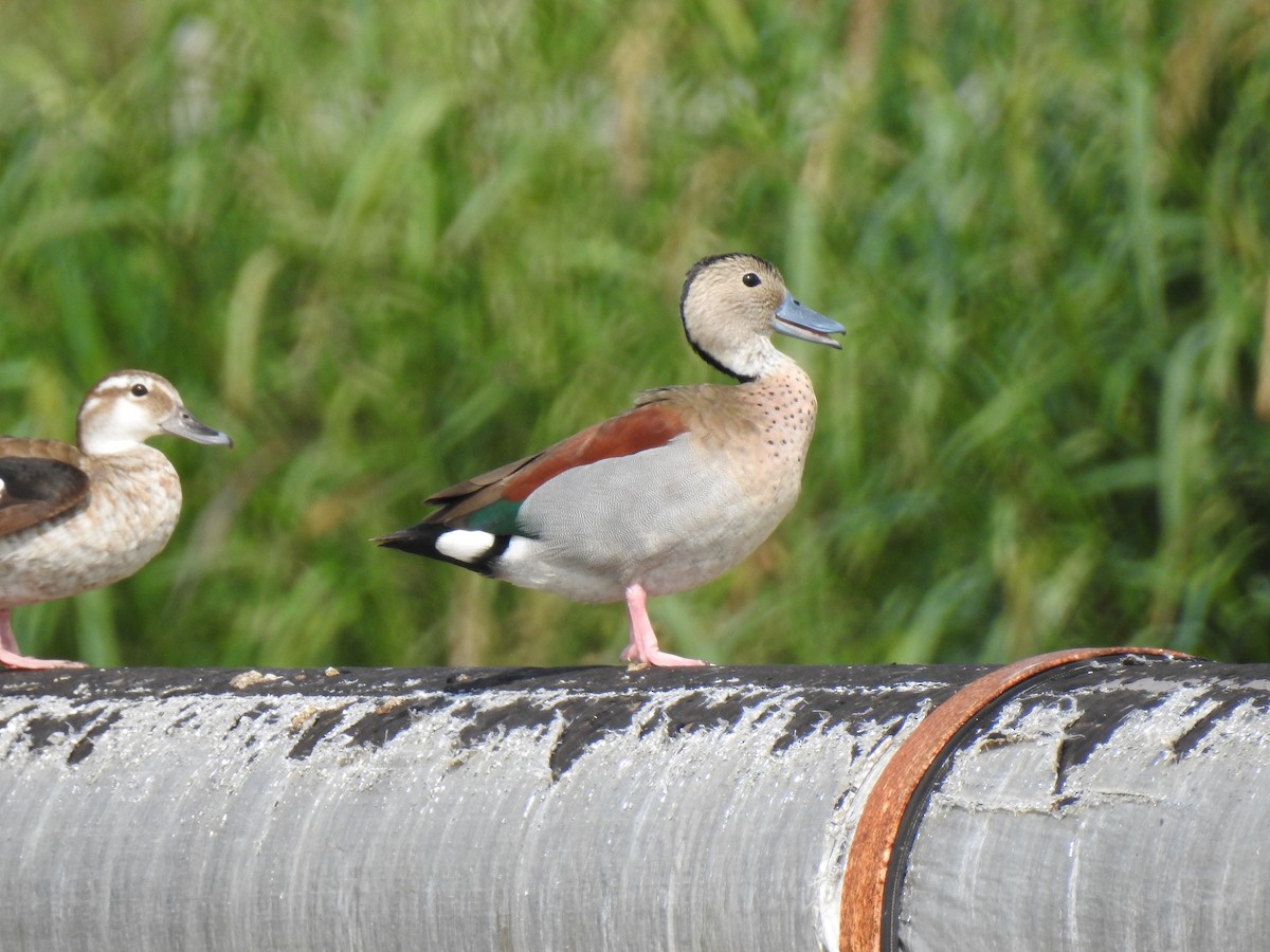 Ringed Teal - ML386051671