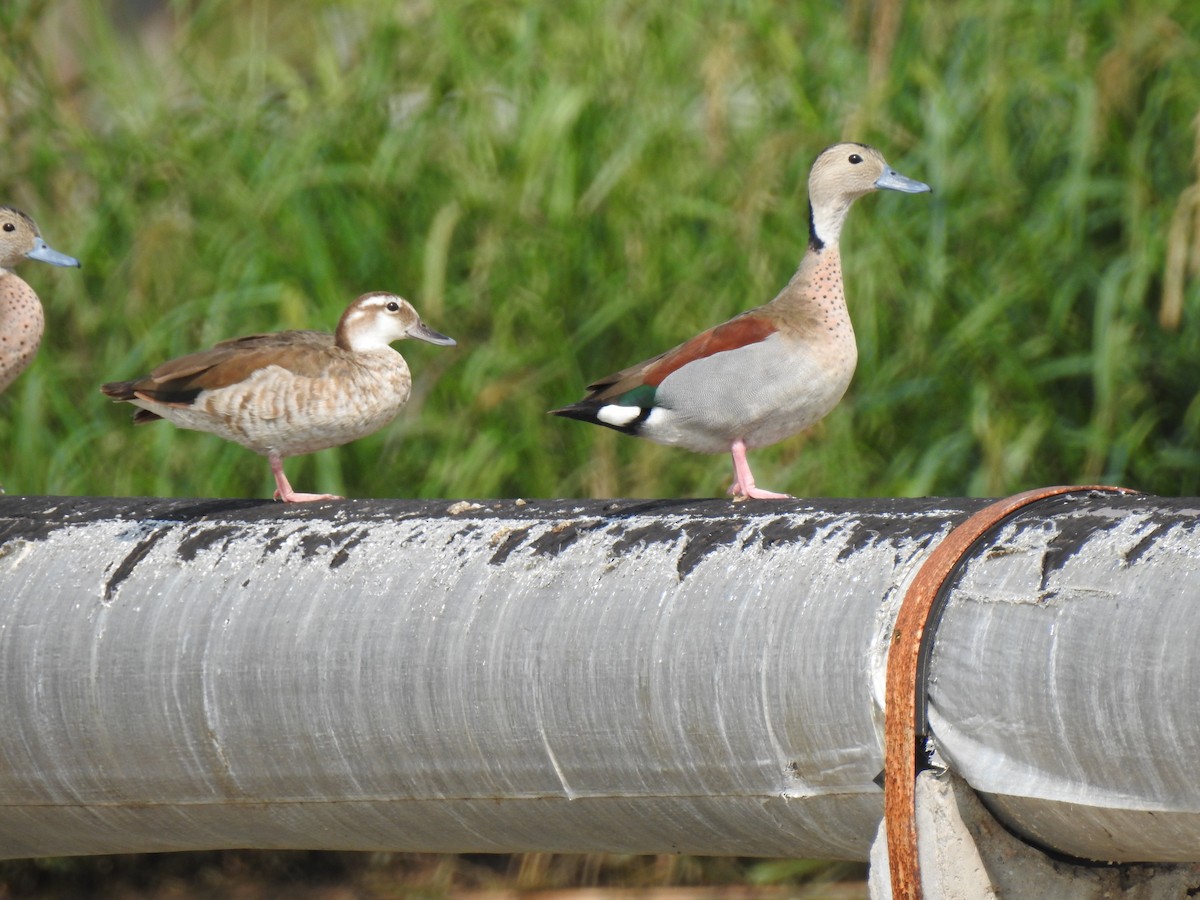 Ringed Teal - ML386051701