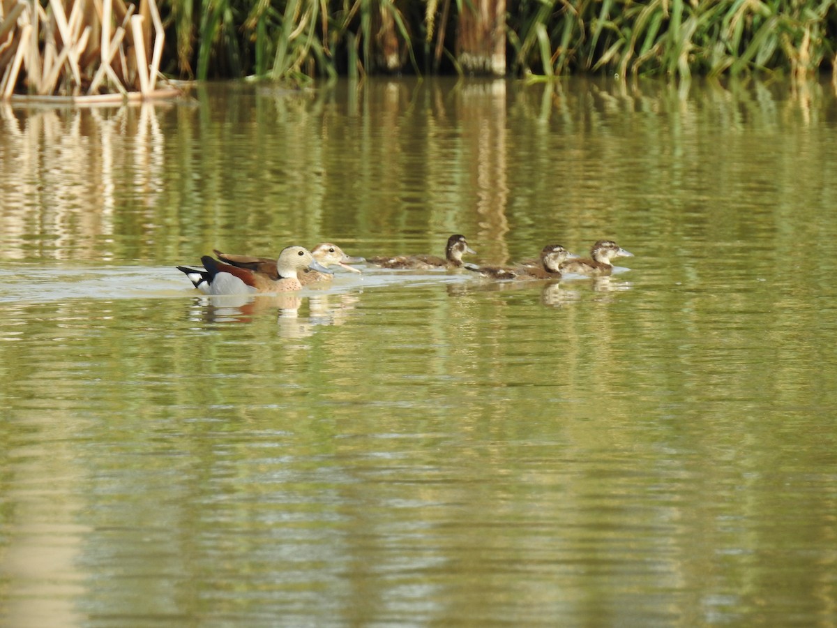 Ringed Teal - ML386051731