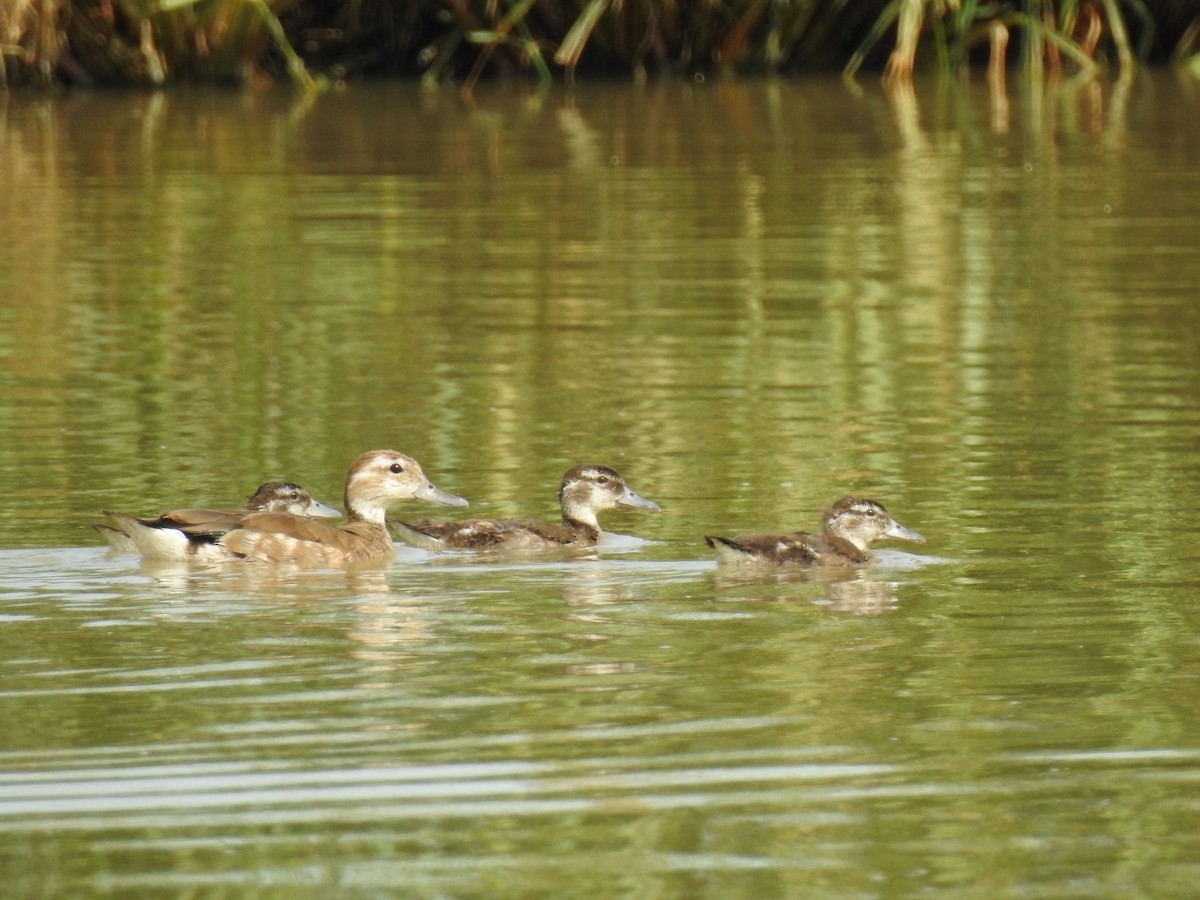 Ringed Teal - ML386051761