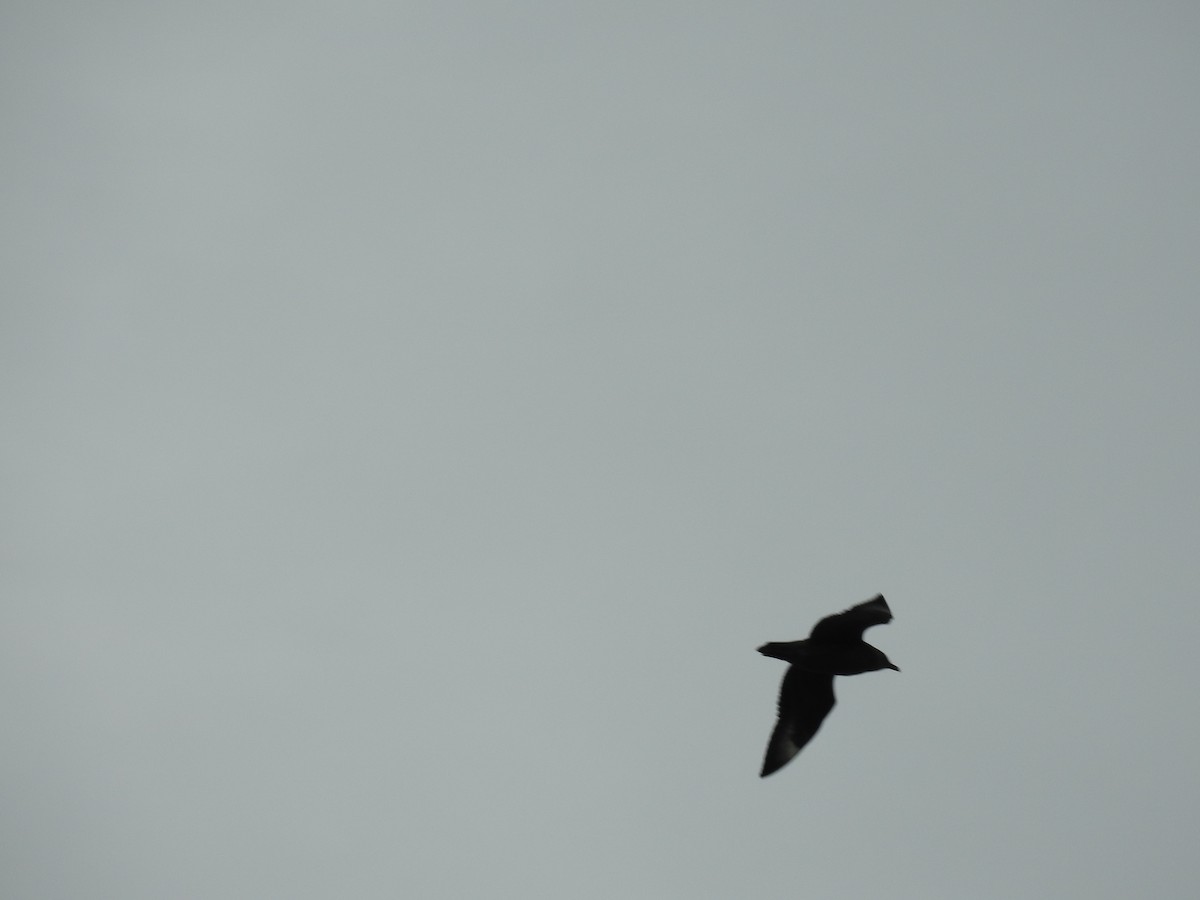 Chilean Skua - ML386052811