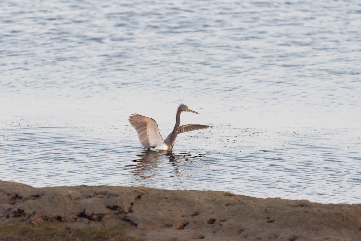 Tricolored Heron - ML386053331