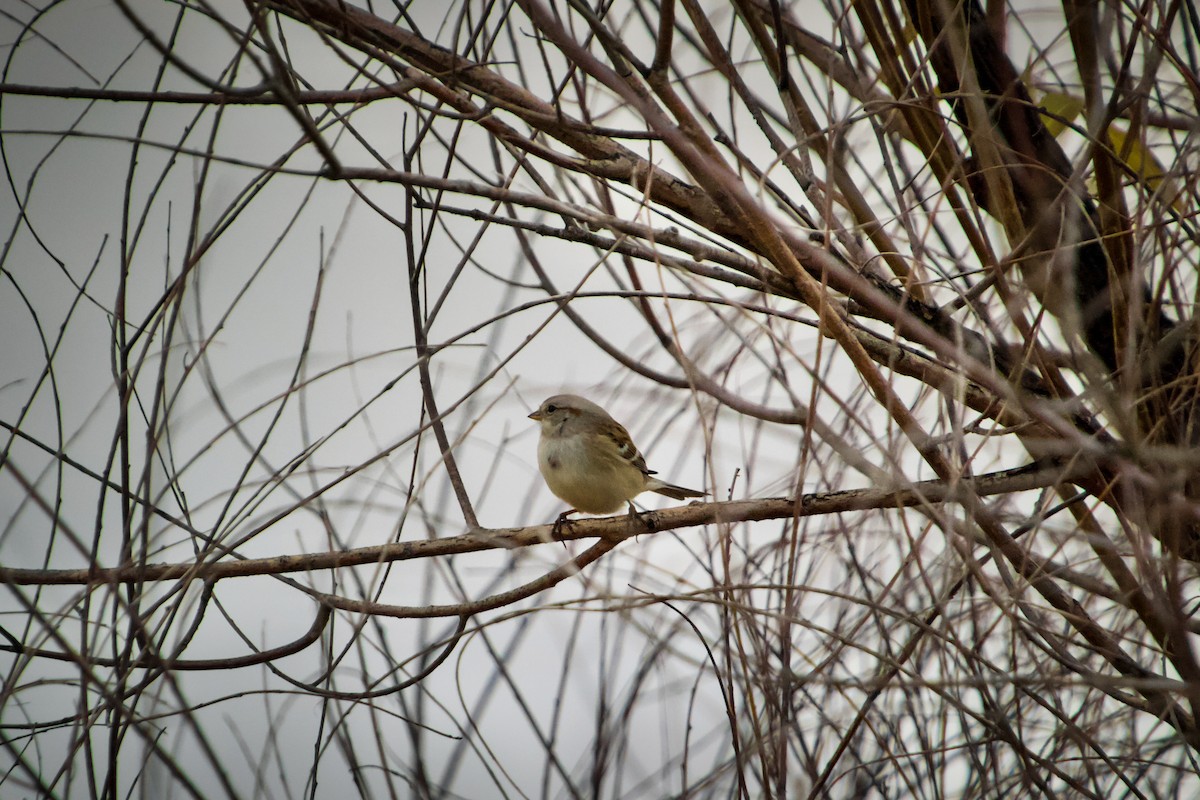 American Tree Sparrow - ML386054901