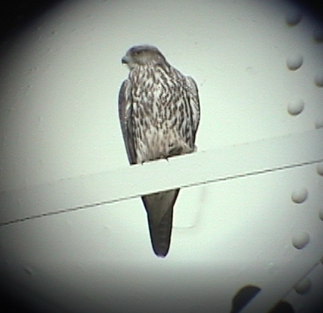 Gyrfalcon - ML38605491