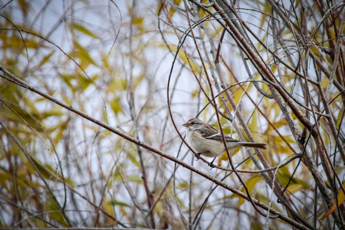 American Tree Sparrow - ML386054911