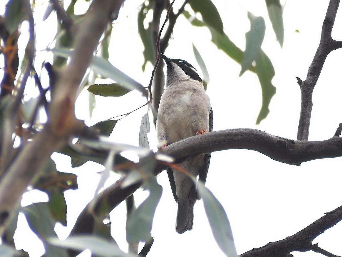 Black-chinned Honeyeater - ML386055921