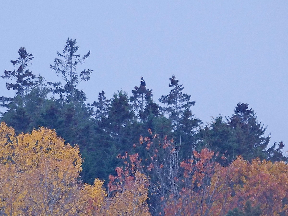 Steller's Sea-Eagle - ML386056301