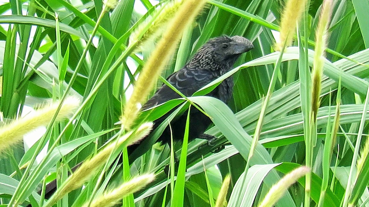 Smooth-billed Ani - Colette Micallef