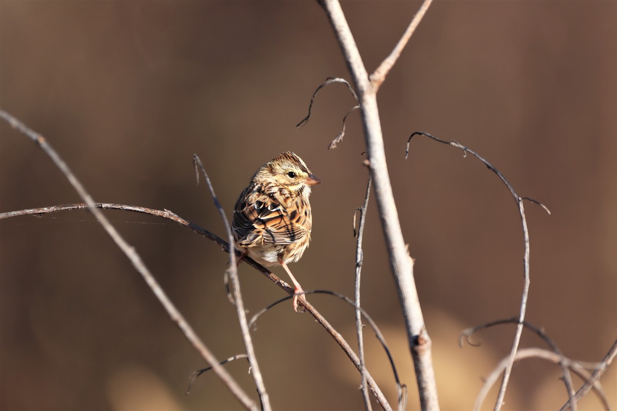 Savannah Sparrow - ML386057211