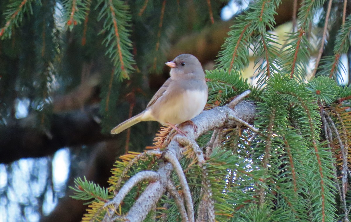 Junco Ojioscuro - ML386057991