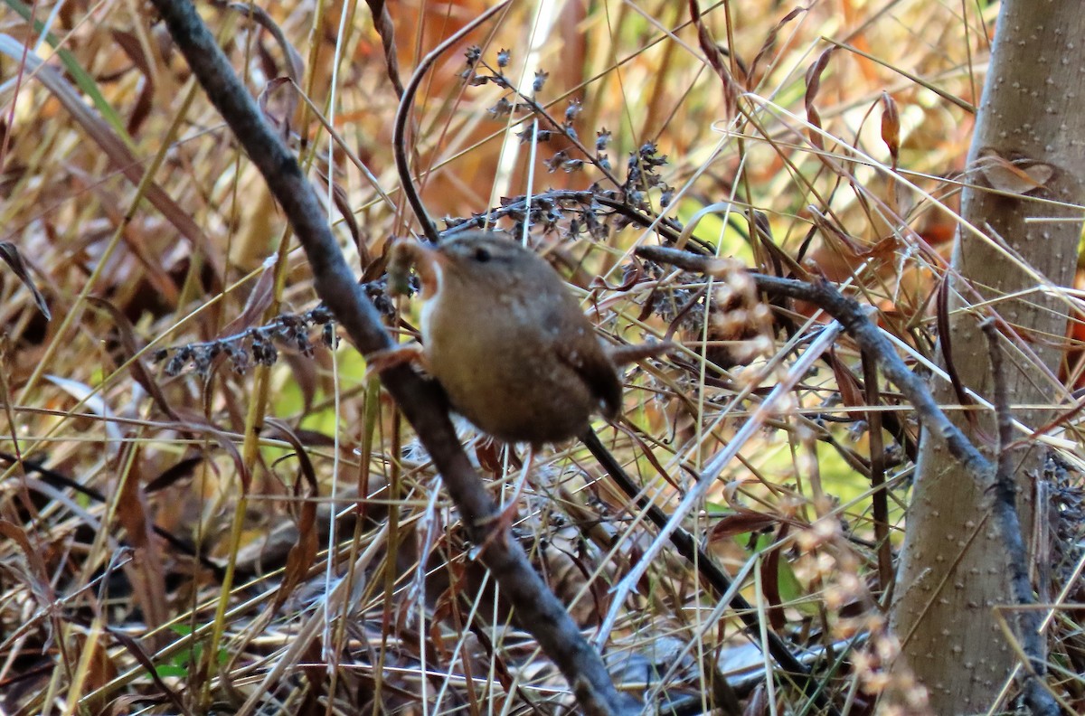 Winter Wren - ML386058401