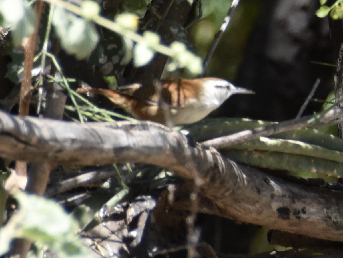 Superciliated Wren - ML38605911