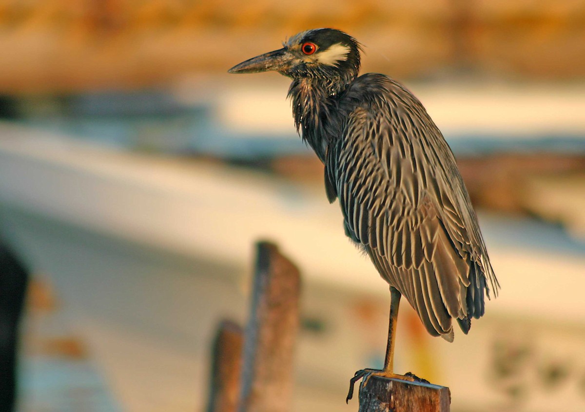 Yellow-crowned Night Heron - ML386060221