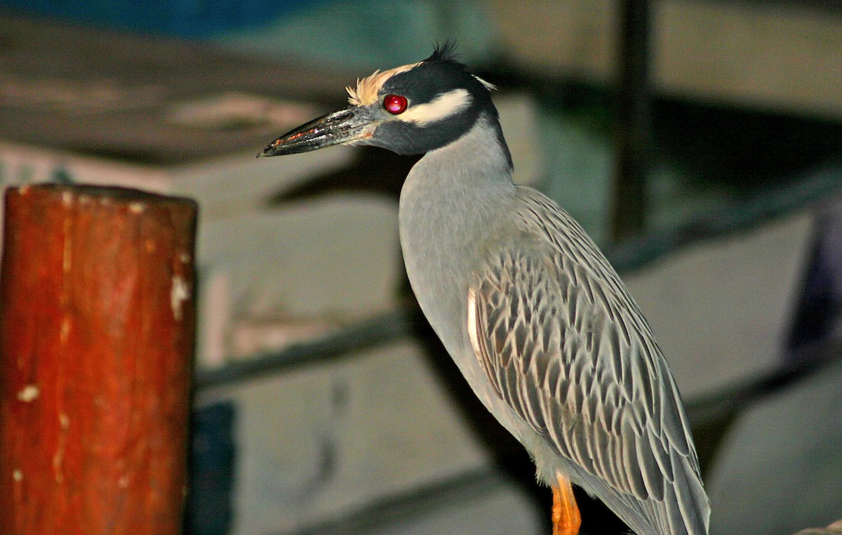 Yellow-crowned Night Heron - ML386060251