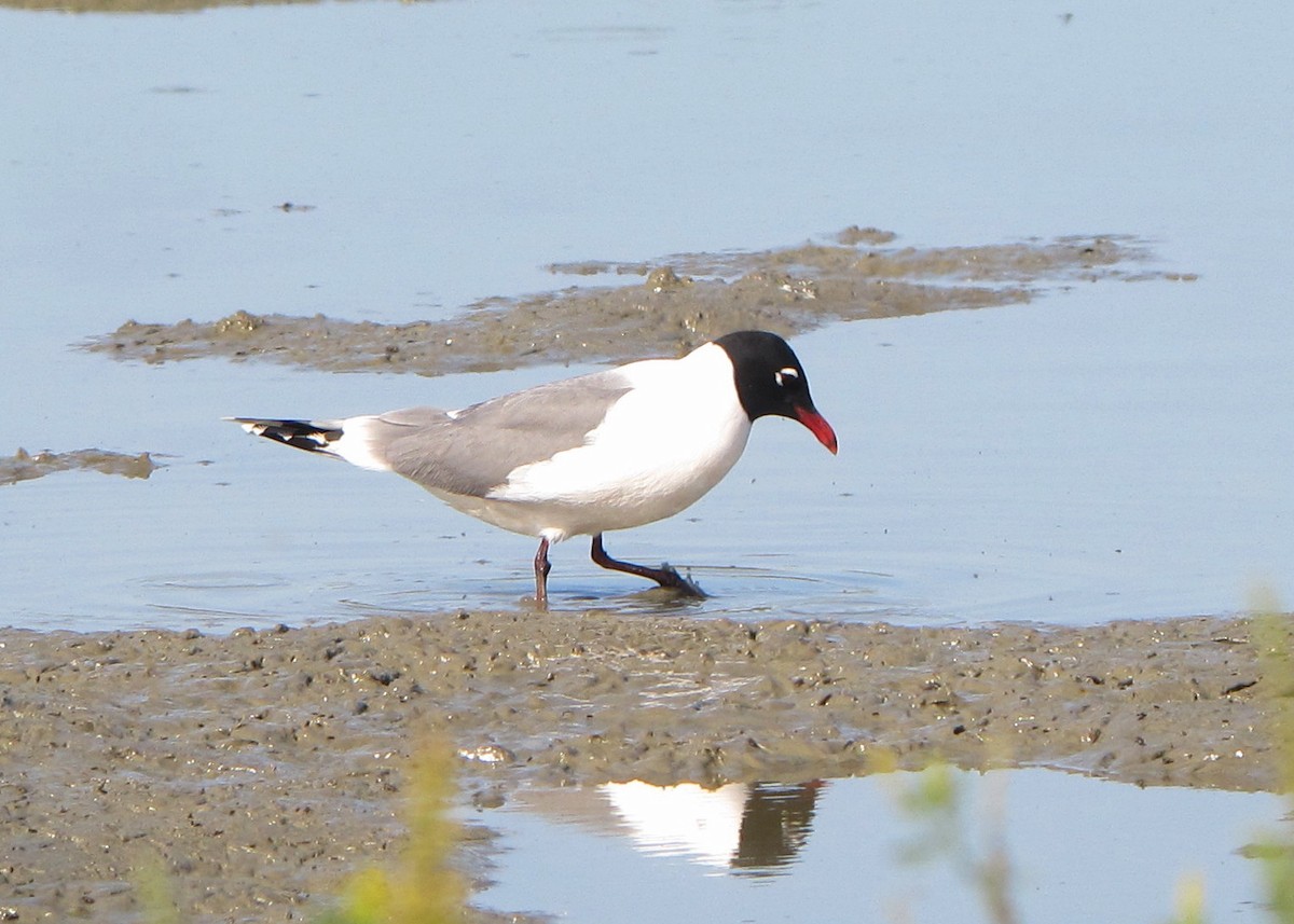 Franklin's Gull - ML38606351