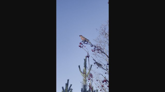 Pine Grosbeak - ML386068861