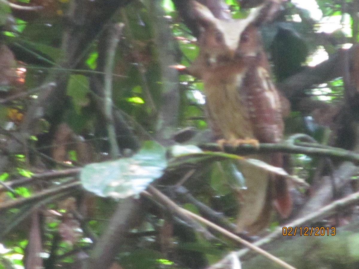 Maned Owl - ML386069591
