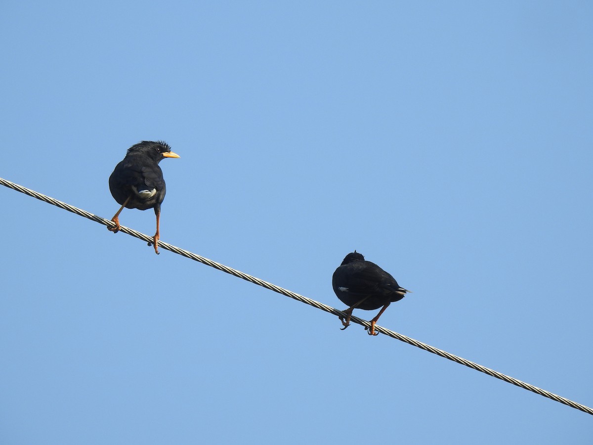 Great Myna - Sandhya Lenka