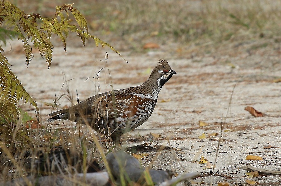 エゾライチョウ - ML386071391