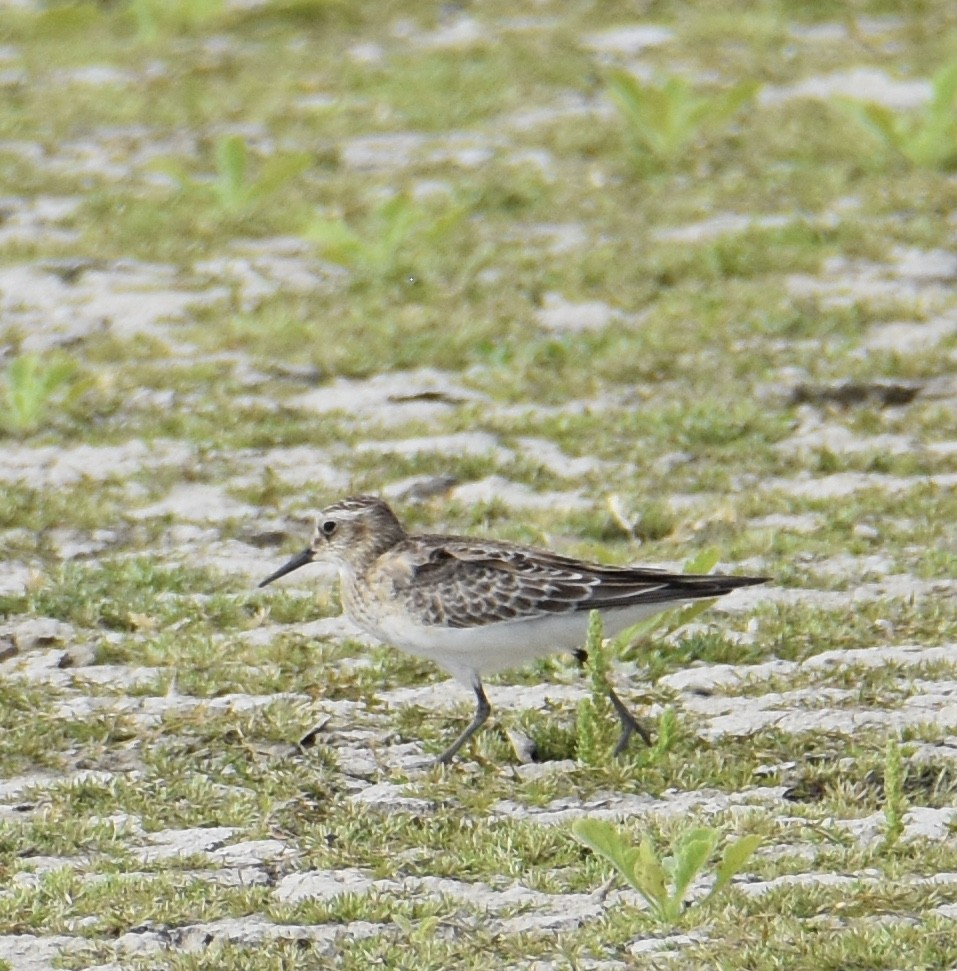 Baird's Sandpiper - ML38607181