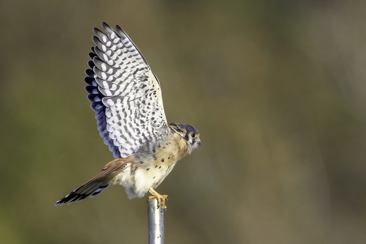 American Kestrel - ML386075741