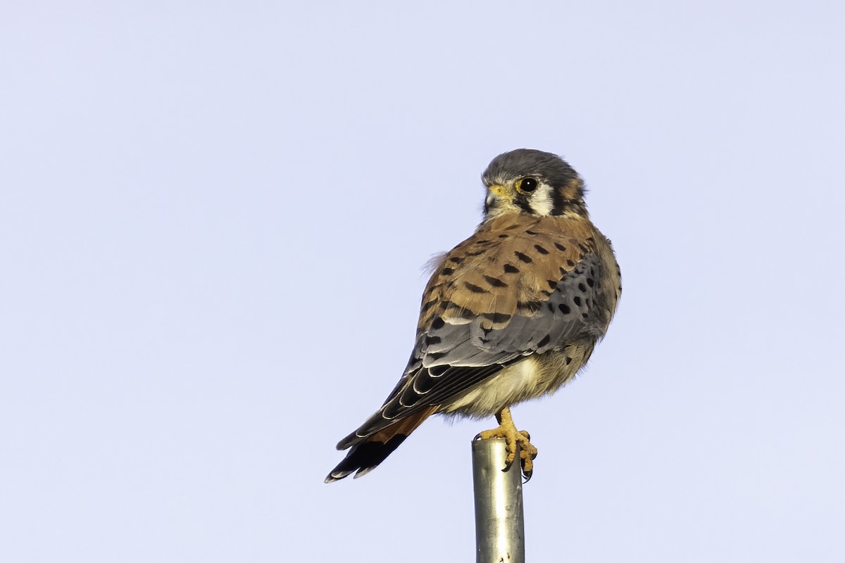 American Kestrel - ML386075901