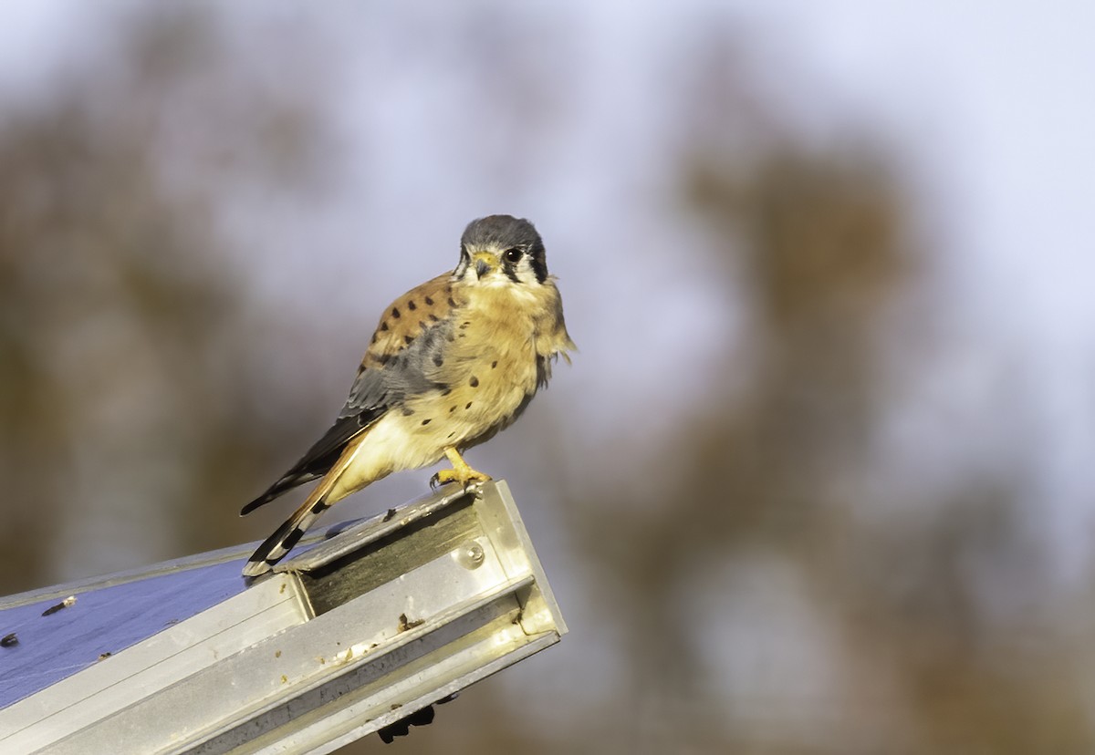 American Kestrel - Mel Green