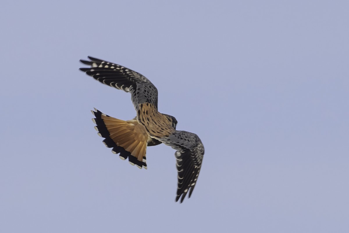 American Kestrel - Mel Green