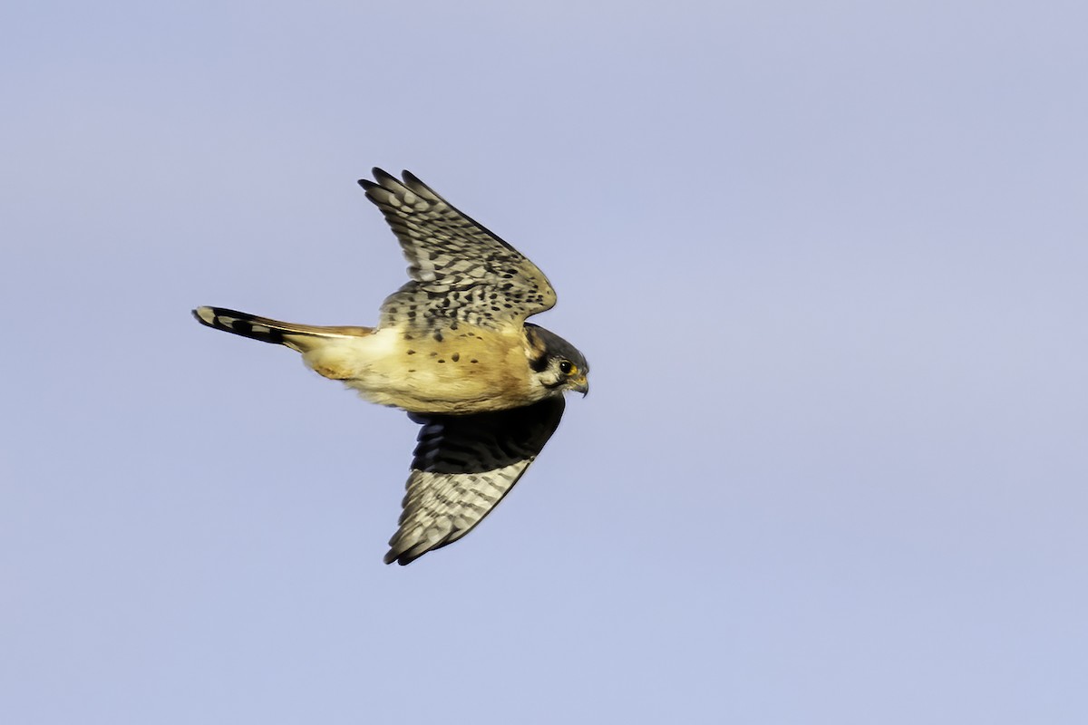 American Kestrel - ML386076171