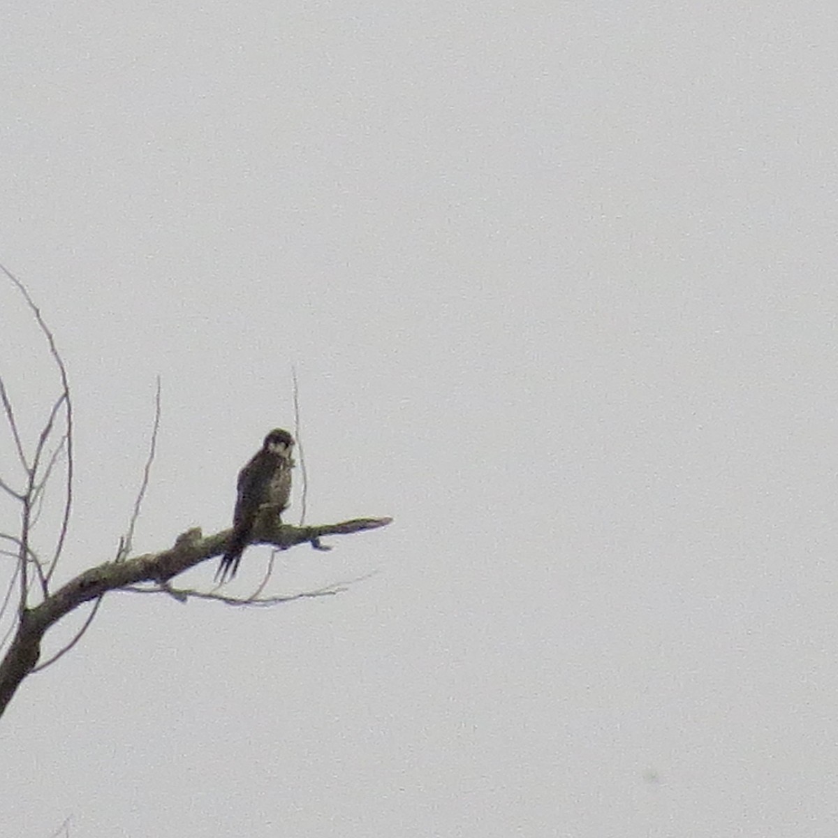 Eurasian Hobby - ML386076251