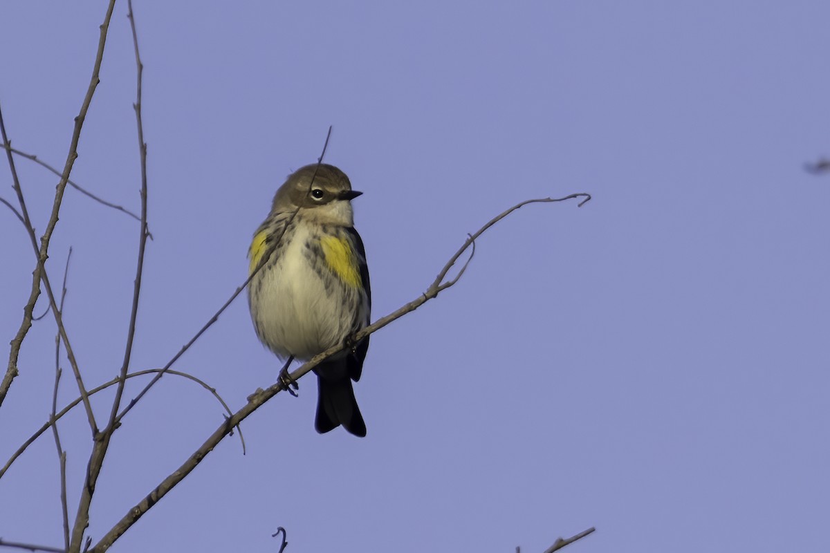 Yellow-rumped Warbler (Myrtle) - ML386076511