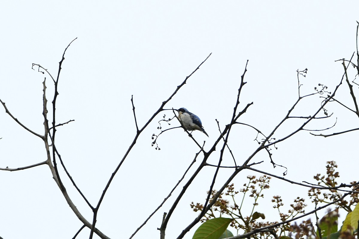 Fawn-breasted Tanager - ML386077041