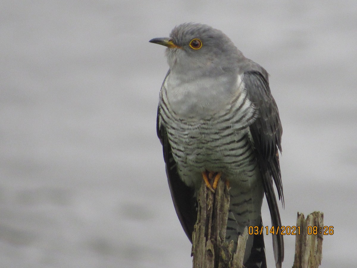 Common Cuckoo - ML386077141