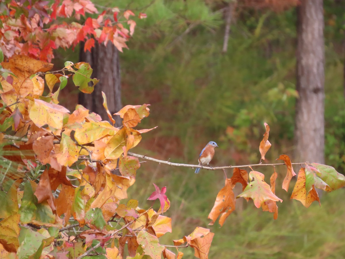 Eastern Bluebird - ML386078531