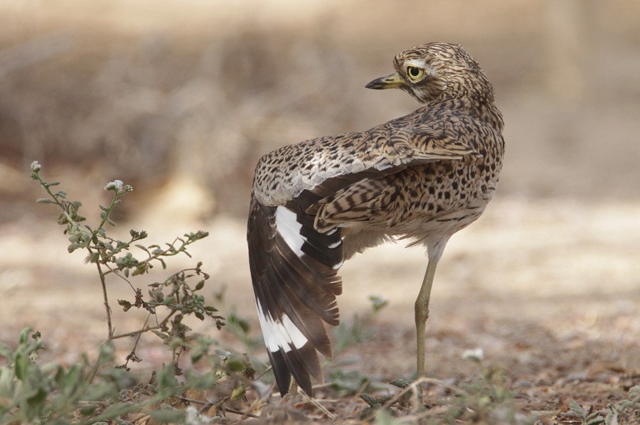 Spotted Thick-knee - Zbigniew Kajzer