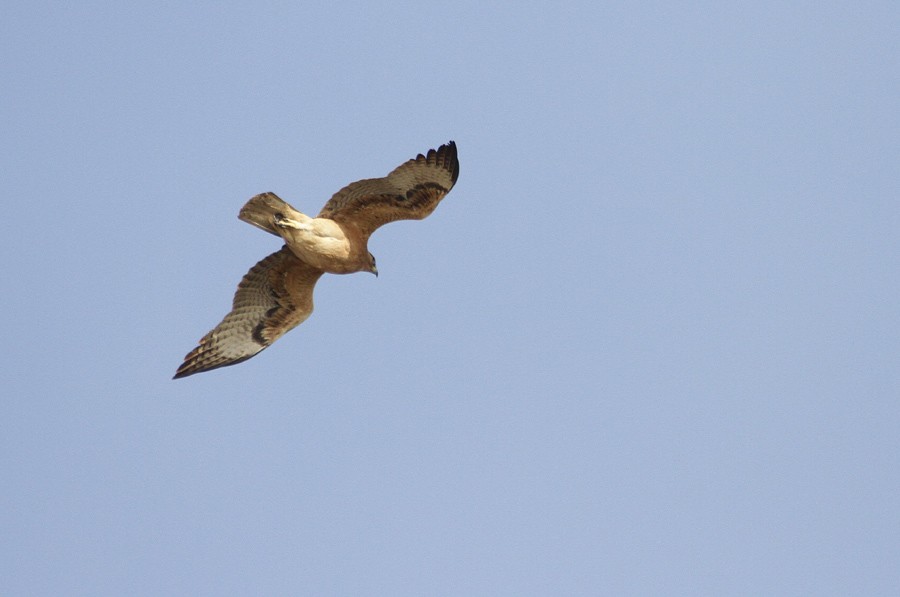 Bonelli's Eagle - Zbigniew Kajzer