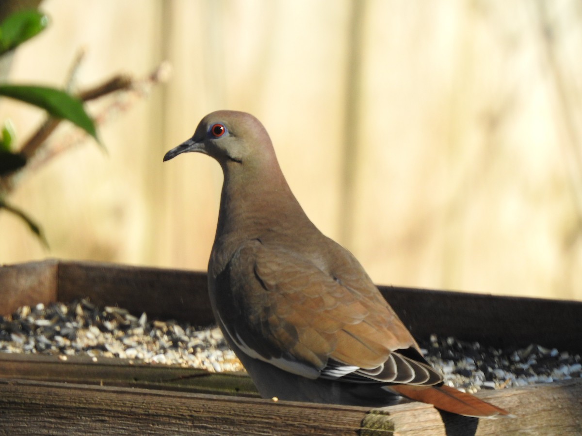 White-winged Dove - Cathy DiSalvo