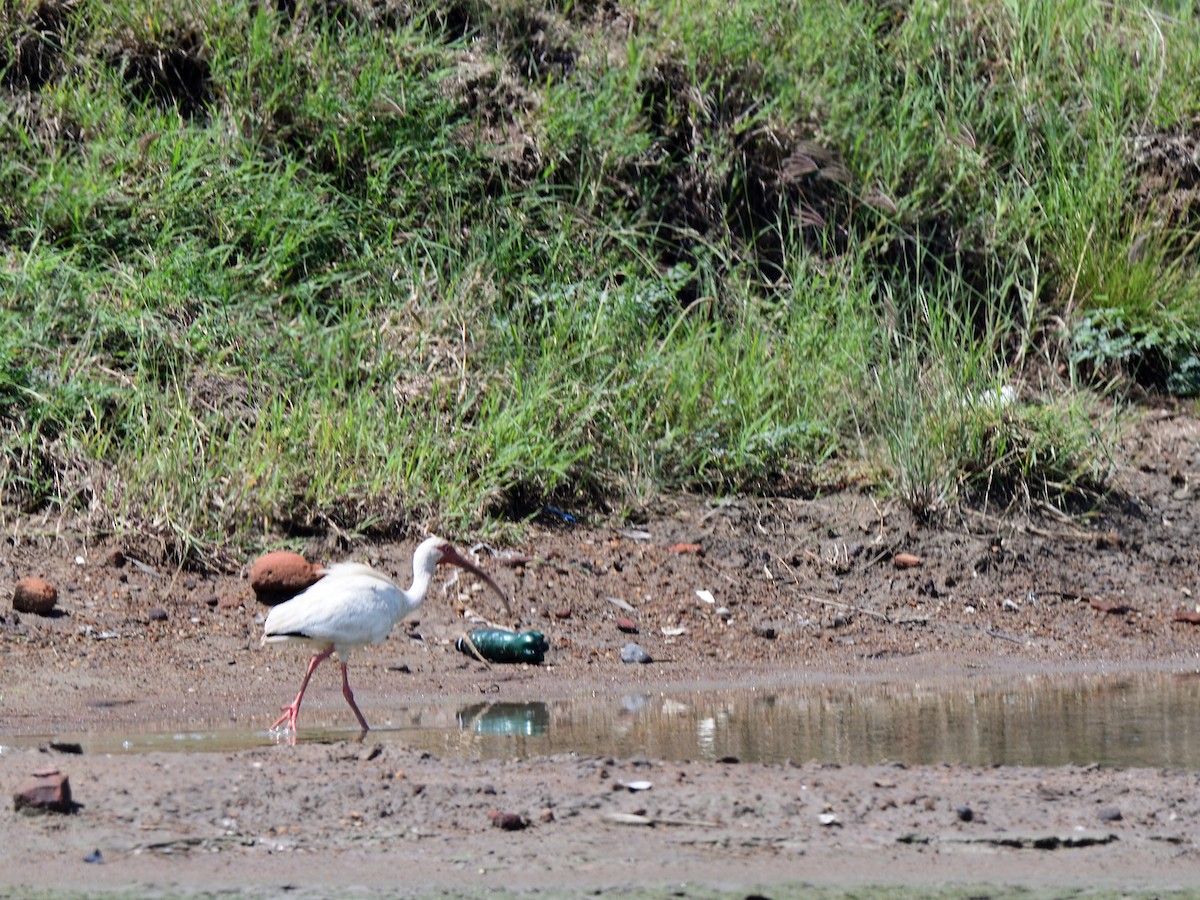 White Ibis - ML386081171