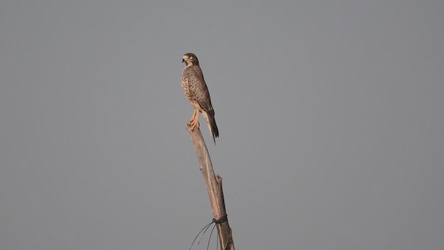 White-eyed Buzzard - ML386081551