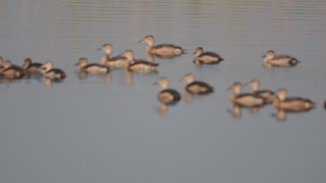 Dendrocygne siffleur - ML386082331