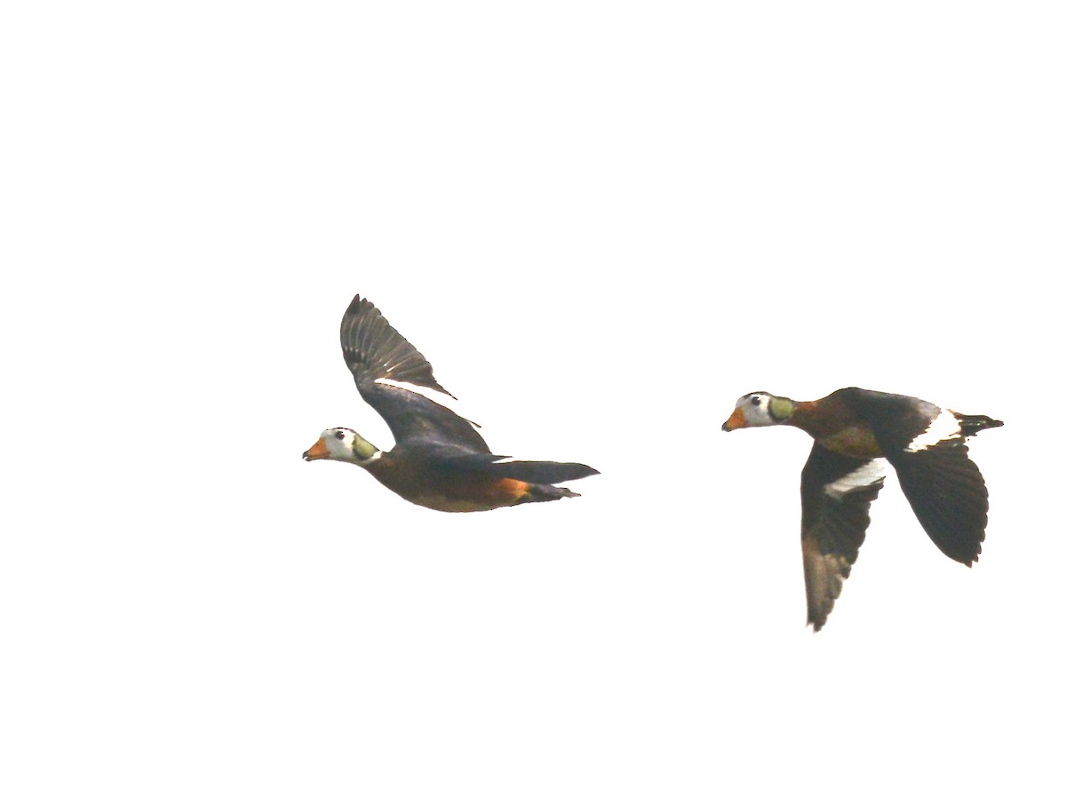 African Pygmy-Goose - Alan Van Norman