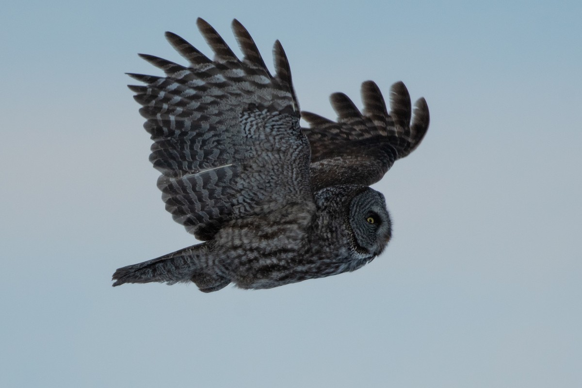 Great Gray Owl - ML386084191